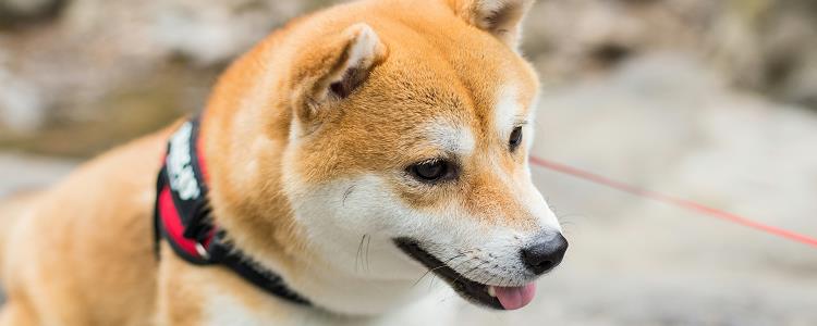 秋田犬能办犬证吗 办理犬证的流程