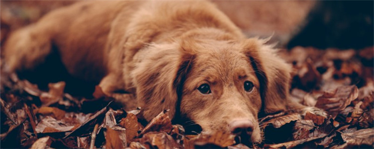 狗狗挠痒痒有什么原因 导致狗狗瘙痒的原因有哪些
