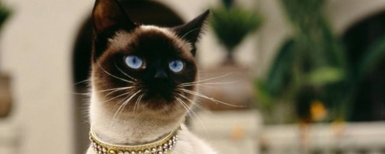 暹罗猫如何看品相 可以看哪种暹罗值钱吗