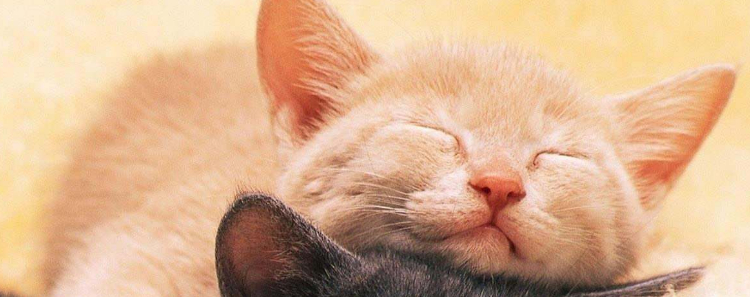 猫冬天一直睡觉 是正常的吗？