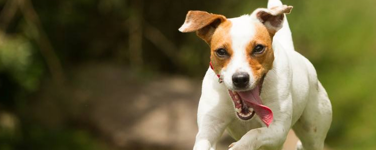 狗狗一直挠耳朵是什么情况 不同的动作对应哪些健康问题
