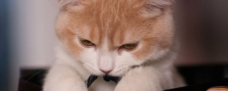 猫咪眼屎多是怎么回事 不一定就是猫鼻支
