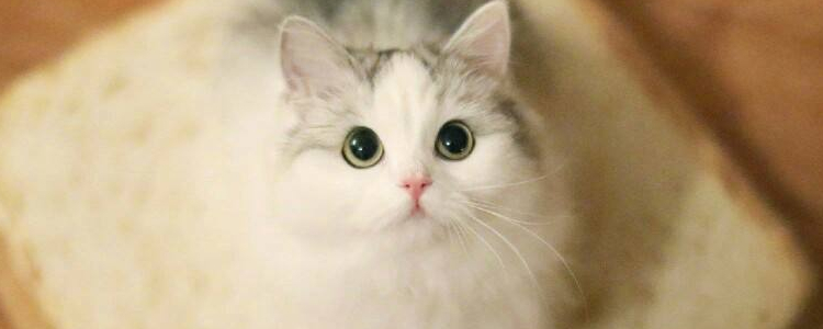 如何让布偶眼睛更蓝 布偶猫眼睛会越长越蓝吗