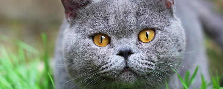 英短寿命有多久 决定猫咪寿命长短的因素是什么？