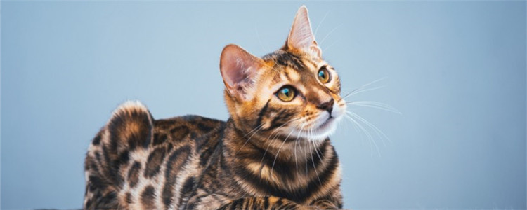 贫血有几种类型 猫咪贫血的症状是什么样