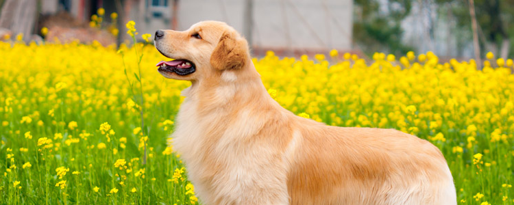 狗如何表达情绪 狗狗的每个动作都是在向你传递情绪信息！