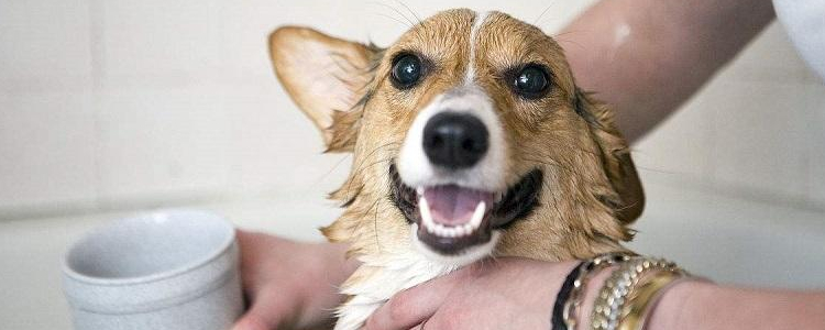 狗狗洗完澡不吹干 有很多危害，你不要偷懒！
