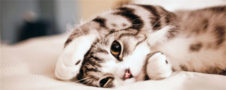 猫下泌尿道疾病是什么 猫泌尿道出现问题的症状是什么