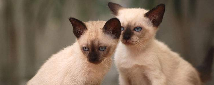 暹罗猫对眼遗传吗 遗传疾病真的可怕！