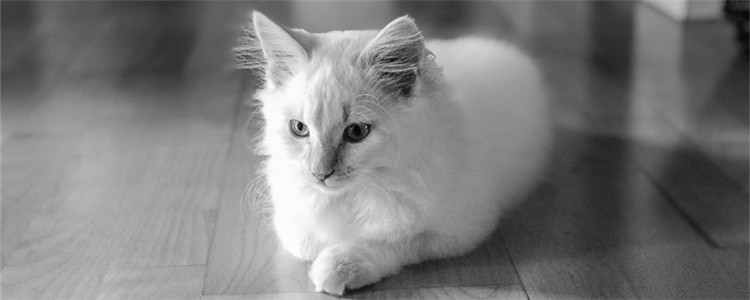 猫咪毛球性胃炎是什么 猫咪得毛球性胃炎的症状是什么