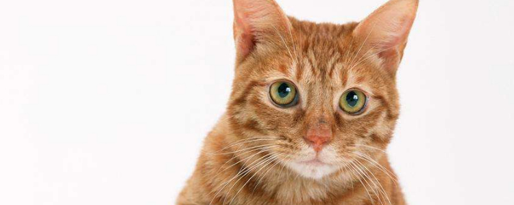 猫尿血什么原因引起的 这几个原因你得当心！