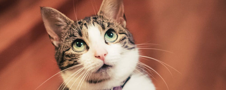 猫咪一只眼睛发红 炎症不护理可能引发病变!