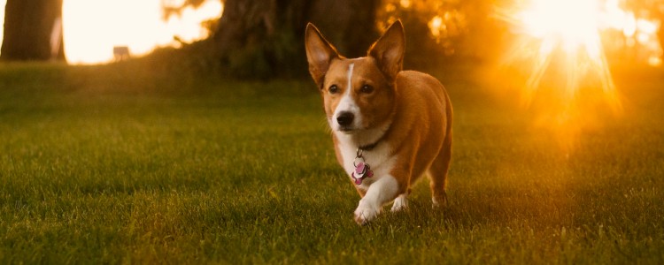 狗狗胰腺炎什么症状 胰腺炎导致狗狗便血的情况你还不知道