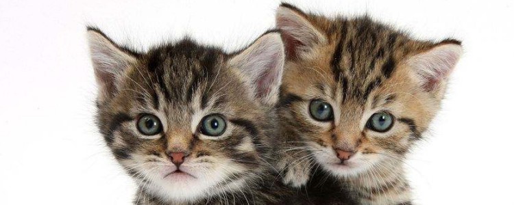 怎么照顾小猫 小猫的正确饲养可以尽量避免疾病出现！