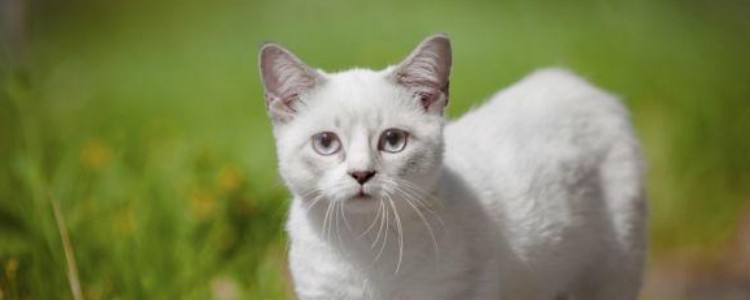 猫咪奶癣和猫癣的区别 年龄不同，癣的类型有所不同！
