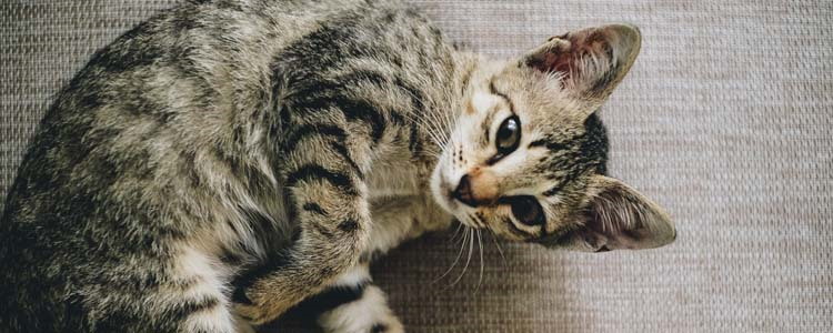 猫咪呼吸急促是什么原因 多是高危型疾病引起的