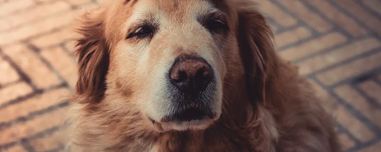氧氟沙星滴眼液能给狗用吗 人用的氧氟沙星滴眼液狗能用吗