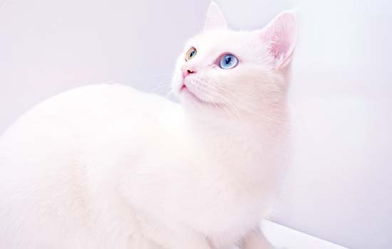 英短蓝猫为什么有长毛 返祖现象