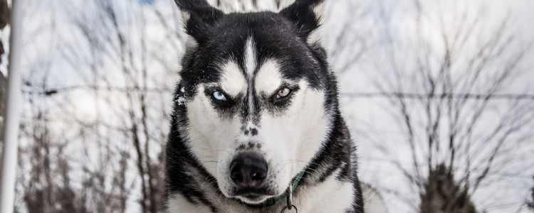 雪橇犬为什么睡雪里不怕冷 雪橇犬为什么睡雪地里