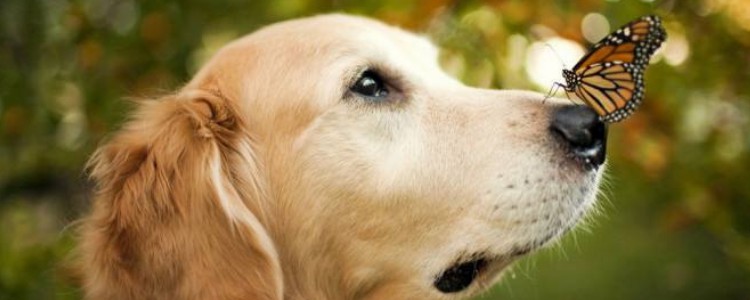 狗狗分离焦虑症训练 如何训练狗分离焦虑症