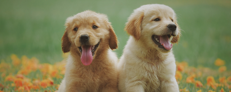 狗狗肠胃炎也能测出细小吗 狗狗肠胃炎会测出细小吗