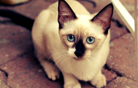 暹罗猫为什么有白爪子 白手套的暹罗猫