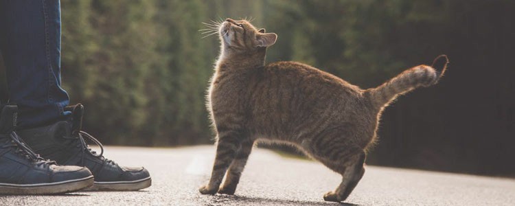 猫的尾巴竖起来是为什么 猫的尾巴竖起来代表什么意思