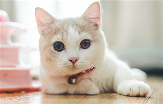猫眼白有红血丝是怎么回事