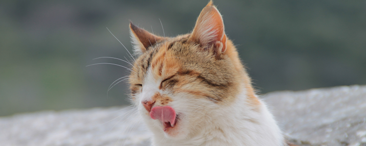 猫会来姨妈吗 猫会来月经吗