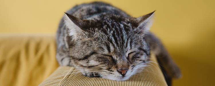 猫舔猫薄荷过量的话会怎样 猫吸入猫薄荷过量的话会怎样