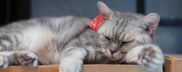 猫薄荷能放猫粮里吗 猫薄荷放猫粮里长期吃会有副作用吗