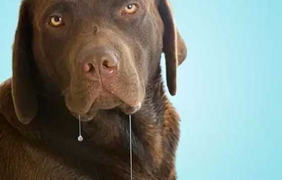 狗狗突然大量喝水排尿怎么回事