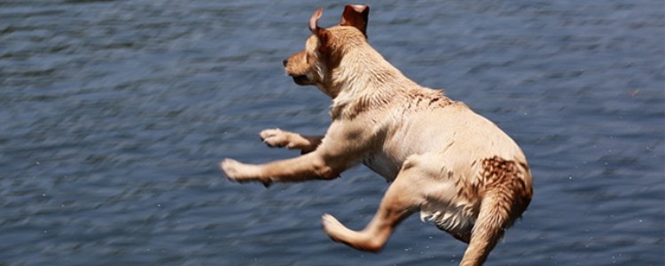 狗狗天生会游泳是真的吗 狗狗会游泳吗