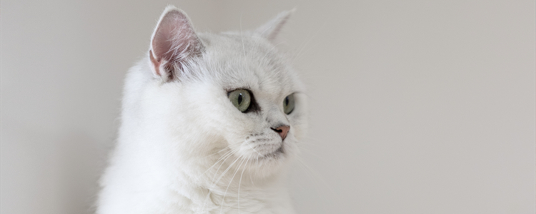 猫咖的猫打过疫苗吗 猫咖的猫都是打过疫苗的吗