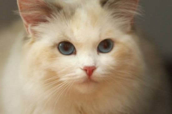 布偶猫颜色多久定型