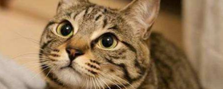 猫咪绝食是什么原因 猫绝食的原因