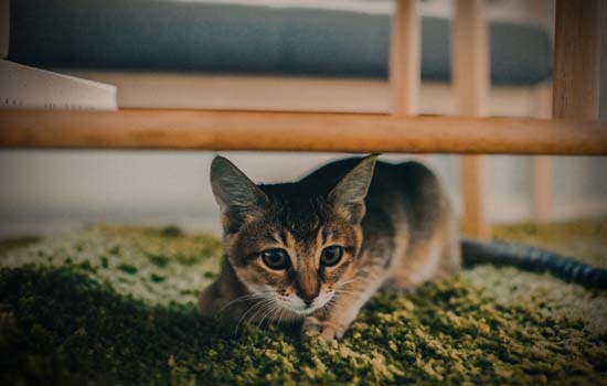 小猫为什么喜欢吃黄瓜 黄瓜富含维生素及微量元素