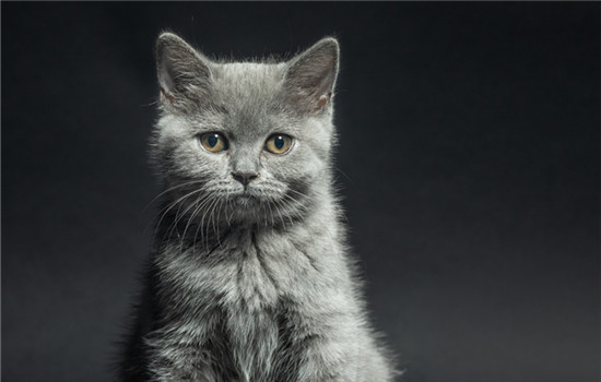 猫为什么老咬猫抓板 猫为什么吃猫抓板