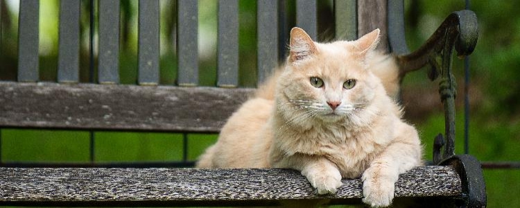 猫咪应激反应的症状 猫咪应激反应有哪些表现