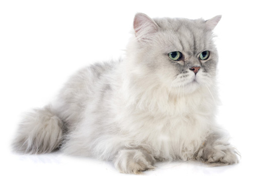 加菲猫为什么那么粘人 加菲猫是家庭伴侣猫