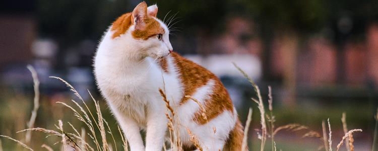 猫能摸到脊椎骨正常么 猫能摸到脊椎骨瘦吗