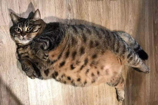 狸花猫吃什么长胖