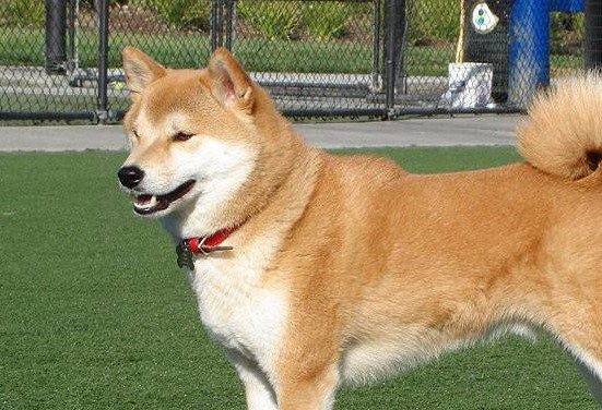 秋田犬几个月长得最快