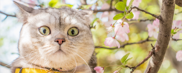 猫闹春怎么快速制止 怎么减轻猫闹春