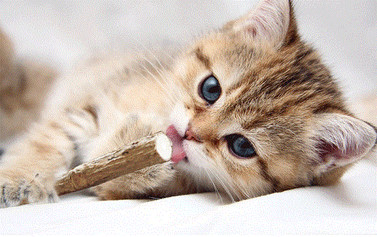 猫磨牙是什么原因