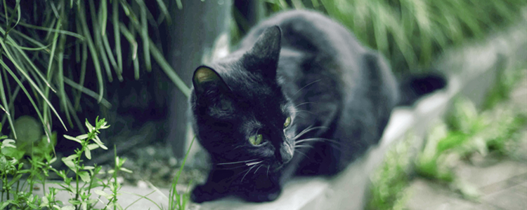 黑色英短与普通小黑猫 黑色英短与普通小黑猫的区别