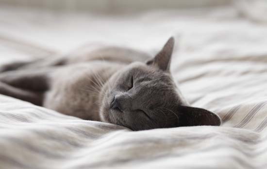 猫咪一天睡多久