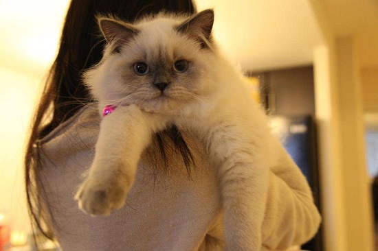 猫为什么喜欢趴在人肩膀上