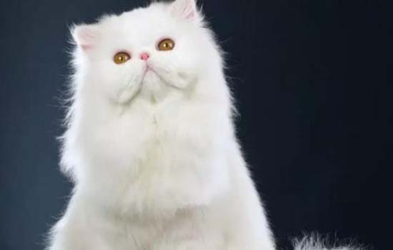 猫为什么舔窗玻璃 小心猫咪患上异食癖