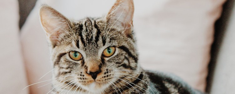 猫咪发烧的症状表现 猫咪发烧会表现呼吸急促吗